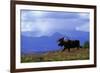 Moose on Tundra Near Mckinley River in Alaska-Paul Souders-Framed Photographic Print