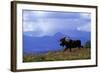 Moose on Tundra Near Mckinley River in Alaska-Paul Souders-Framed Photographic Print