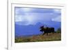 Moose on Tundra Near Mckinley River in Alaska-Paul Souders-Framed Photographic Print