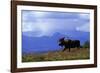 Moose on Tundra Near Mckinley River in Alaska-Paul Souders-Framed Photographic Print