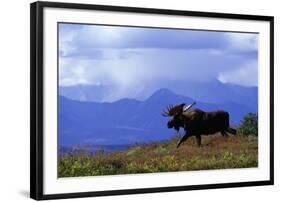 Moose on Tundra Near Mckinley River in Alaska-Paul Souders-Framed Photographic Print