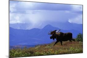 Moose on Tundra Near Mckinley River in Alaska-Paul Souders-Mounted Photographic Print