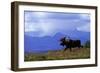 Moose on Tundra Near Mckinley River in Alaska-Paul Souders-Framed Photographic Print