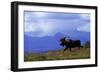 Moose on Tundra Near Mckinley River in Alaska-Paul Souders-Framed Photographic Print