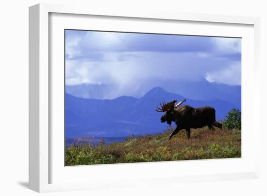 Moose on Tundra Near Mckinley River in Alaska-Paul Souders-Framed Photographic Print