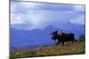 Moose on Tundra Near Mckinley River in Alaska-Paul Souders-Mounted Photographic Print