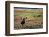 Moose on Tundra Near Mckinley River in Alaska-Paul Souders-Framed Photographic Print