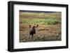 Moose on Tundra Near Mckinley River in Alaska-Paul Souders-Framed Photographic Print