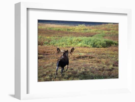 Moose on Tundra Near Mckinley River in Alaska-Paul Souders-Framed Photographic Print