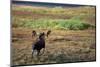 Moose on Tundra Near Mckinley River in Alaska-Paul Souders-Mounted Photographic Print