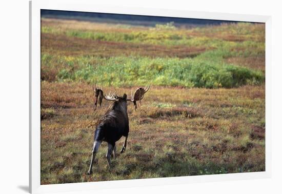 Moose on Tundra Near Mckinley River in Alaska-Paul Souders-Framed Photographic Print