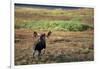 Moose on Tundra Near Mckinley River in Alaska-Paul Souders-Framed Photographic Print