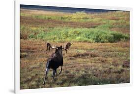 Moose on Tundra Near Mckinley River in Alaska-Paul Souders-Framed Photographic Print