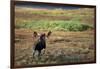 Moose on Tundra Near Mckinley River in Alaska-Paul Souders-Framed Photographic Print