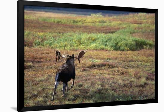 Moose on Tundra Near Mckinley River in Alaska-Paul Souders-Framed Photographic Print