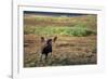 Moose on Tundra Near Mckinley River in Alaska-Paul Souders-Framed Photographic Print