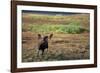 Moose on Tundra Near Mckinley River in Alaska-Paul Souders-Framed Photographic Print