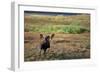 Moose on Tundra Near Mckinley River in Alaska-Paul Souders-Framed Photographic Print