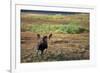 Moose on Tundra Near Mckinley River in Alaska-Paul Souders-Framed Photographic Print