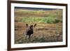 Moose on Tundra Near Mckinley River in Alaska-Paul Souders-Framed Photographic Print