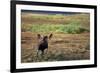 Moose on Tundra Near Mckinley River in Alaska-Paul Souders-Framed Photographic Print