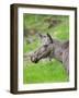 Moose or Elk. Enclosure in the Bavarian Forest National Park, Germany, Bavaria-Martin Zwick-Framed Photographic Print