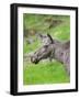 Moose or Elk. Enclosure in the Bavarian Forest National Park, Germany, Bavaria-Martin Zwick-Framed Photographic Print