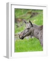 Moose or Elk. Enclosure in the Bavarian Forest National Park, Germany, Bavaria-Martin Zwick-Framed Photographic Print