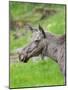 Moose or Elk. Enclosure in the Bavarian Forest National Park, Germany, Bavaria-Martin Zwick-Mounted Photographic Print