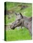 Moose or Elk. Enclosure in the Bavarian Forest National Park, Germany, Bavaria-Martin Zwick-Stretched Canvas