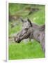 Moose or Elk. Enclosure in the Bavarian Forest National Park, Germany, Bavaria-Martin Zwick-Framed Photographic Print