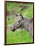 Moose or Elk. Enclosure in the Bavarian Forest National Park, Germany, Bavaria-Martin Zwick-Framed Photographic Print