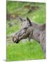 Moose or Elk. Enclosure in the Bavarian Forest National Park, Germany, Bavaria-Martin Zwick-Mounted Photographic Print