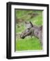 Moose or Elk. Enclosure in the Bavarian Forest National Park, Germany, Bavaria-Martin Zwick-Framed Photographic Print