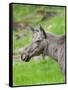 Moose or Elk. Enclosure in the Bavarian Forest National Park, Germany, Bavaria-Martin Zwick-Framed Stretched Canvas