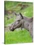 Moose or Elk. Enclosure in the Bavarian Forest National Park, Germany, Bavaria-Martin Zwick-Stretched Canvas