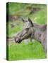 Moose or Elk. Enclosure in the Bavarian Forest National Park, Germany, Bavaria-Martin Zwick-Stretched Canvas