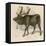 Moose or Elk-null-Framed Stretched Canvas