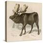 Moose or Elk-null-Stretched Canvas