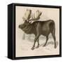 Moose or Elk-null-Framed Stretched Canvas