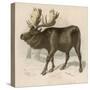 Moose or Elk-null-Stretched Canvas