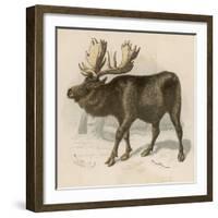 Moose or Elk-null-Framed Art Print