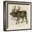 Moose or Elk-null-Framed Art Print