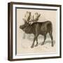 Moose or Elk-null-Framed Art Print