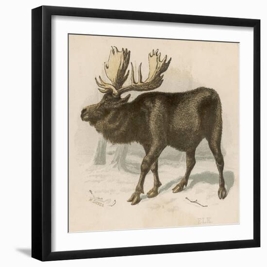 Moose or Elk-null-Framed Art Print