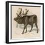 Moose or Elk-null-Framed Art Print