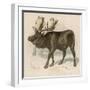 Moose or Elk-null-Framed Art Print