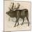Moose or Elk-null-Mounted Art Print