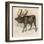 Moose or Elk-null-Framed Art Print