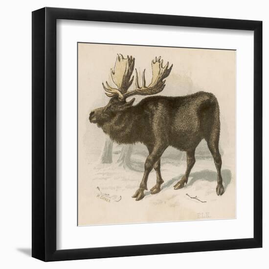 Moose or Elk-null-Framed Art Print